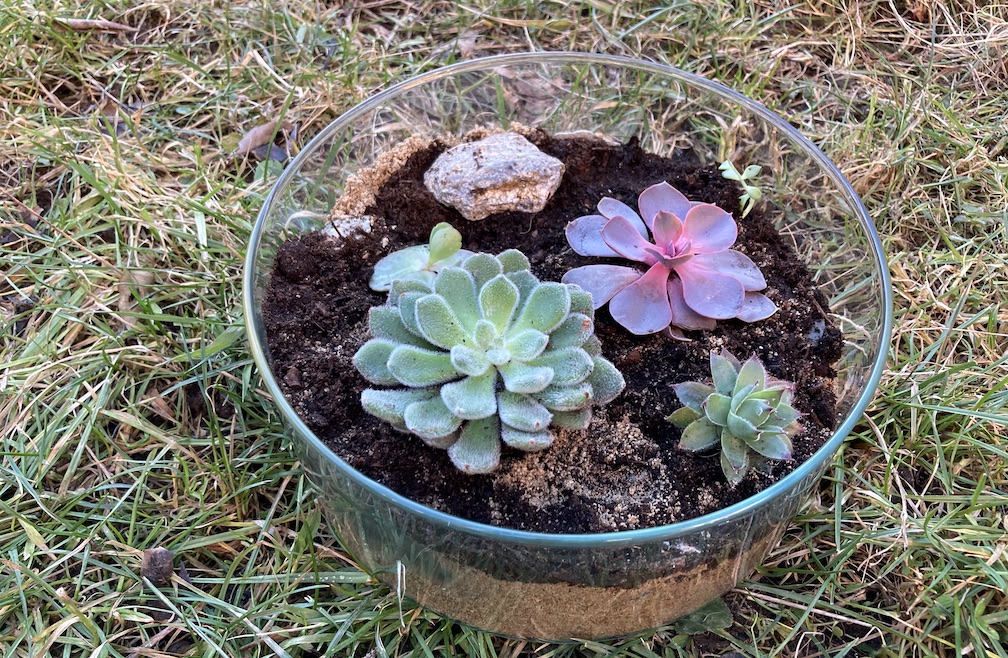 Comment fabriquer un terrarium avec ses enfants - Le Jardin Qui Nourrit
