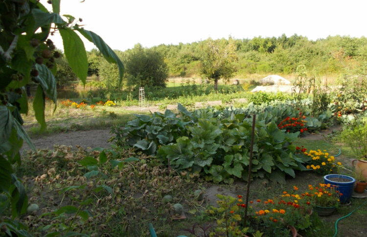 Potager bon pour les santé