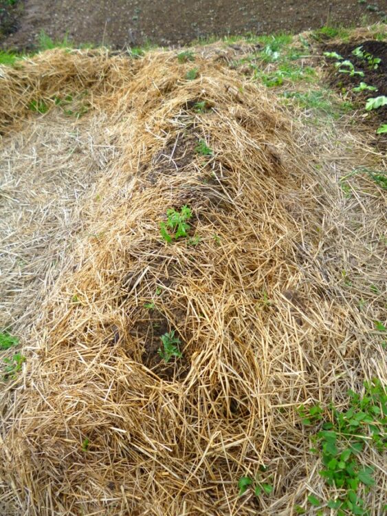Butte de matières organiques, de terre et de paille