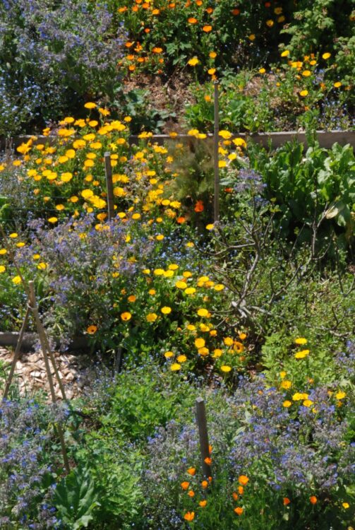 Jardin mellifère, productif et résilient