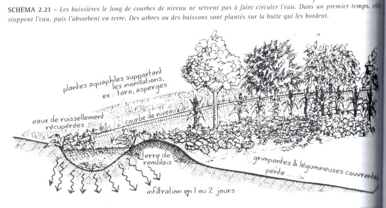 Explication du rôle des baissières