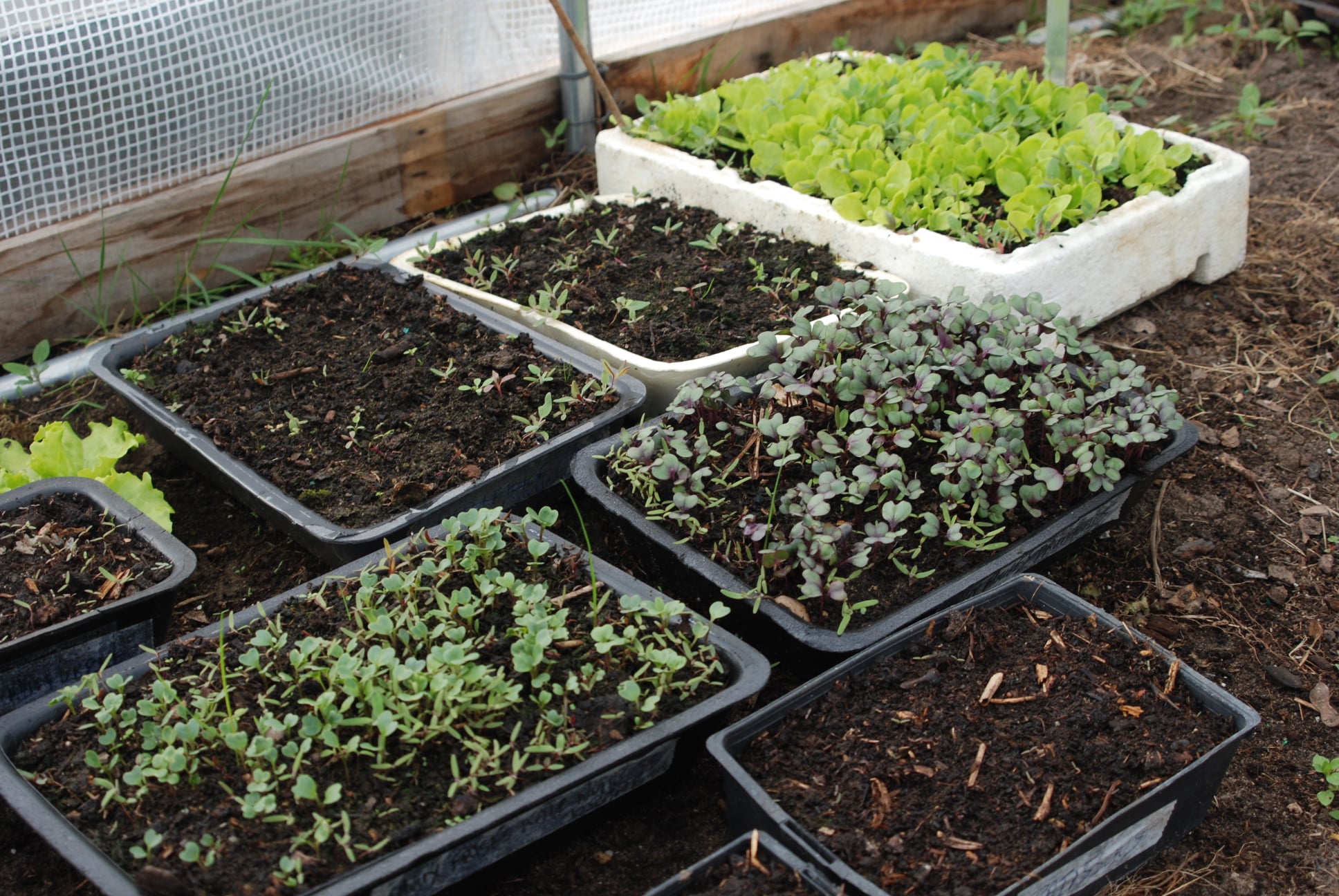 Recycler Des Boîtes En Tout Genre Pour Y Faire Ses Semis Le Jardin